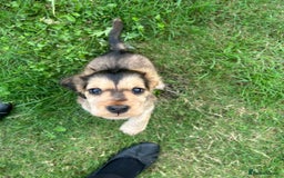 Cocker Spaniel dogs for sale: Gorgeous simbawood cocker spaniel 1 boy 1 girl  - Image 8