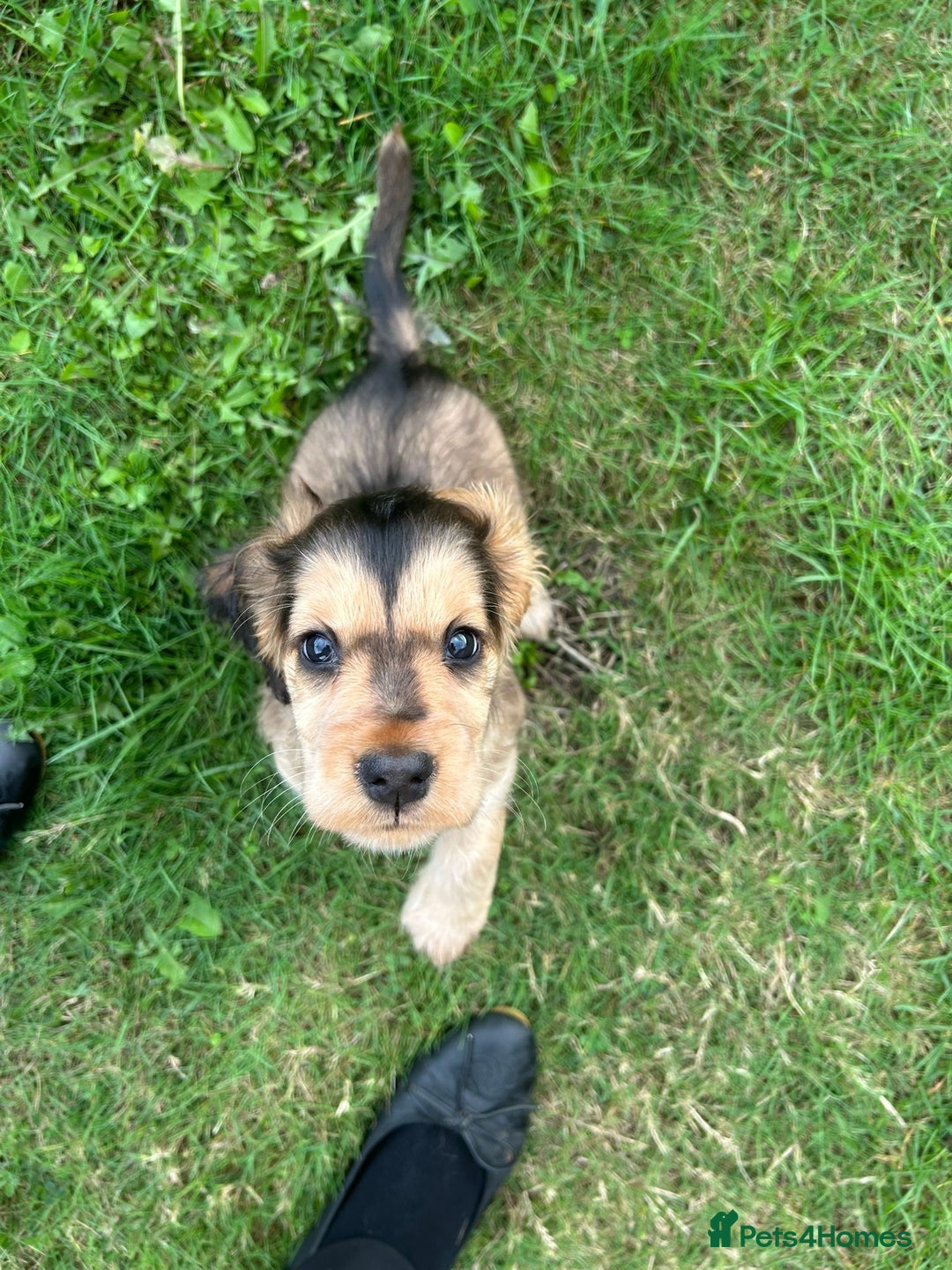 Cocker Spaniel dogs for sale: Gorgeous simbawood cocker spaniel 1 boy 1 girl  - Image 8