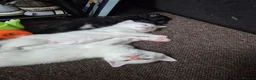 Mixed Breed cats for sale: 5 little kittens - Advert 5