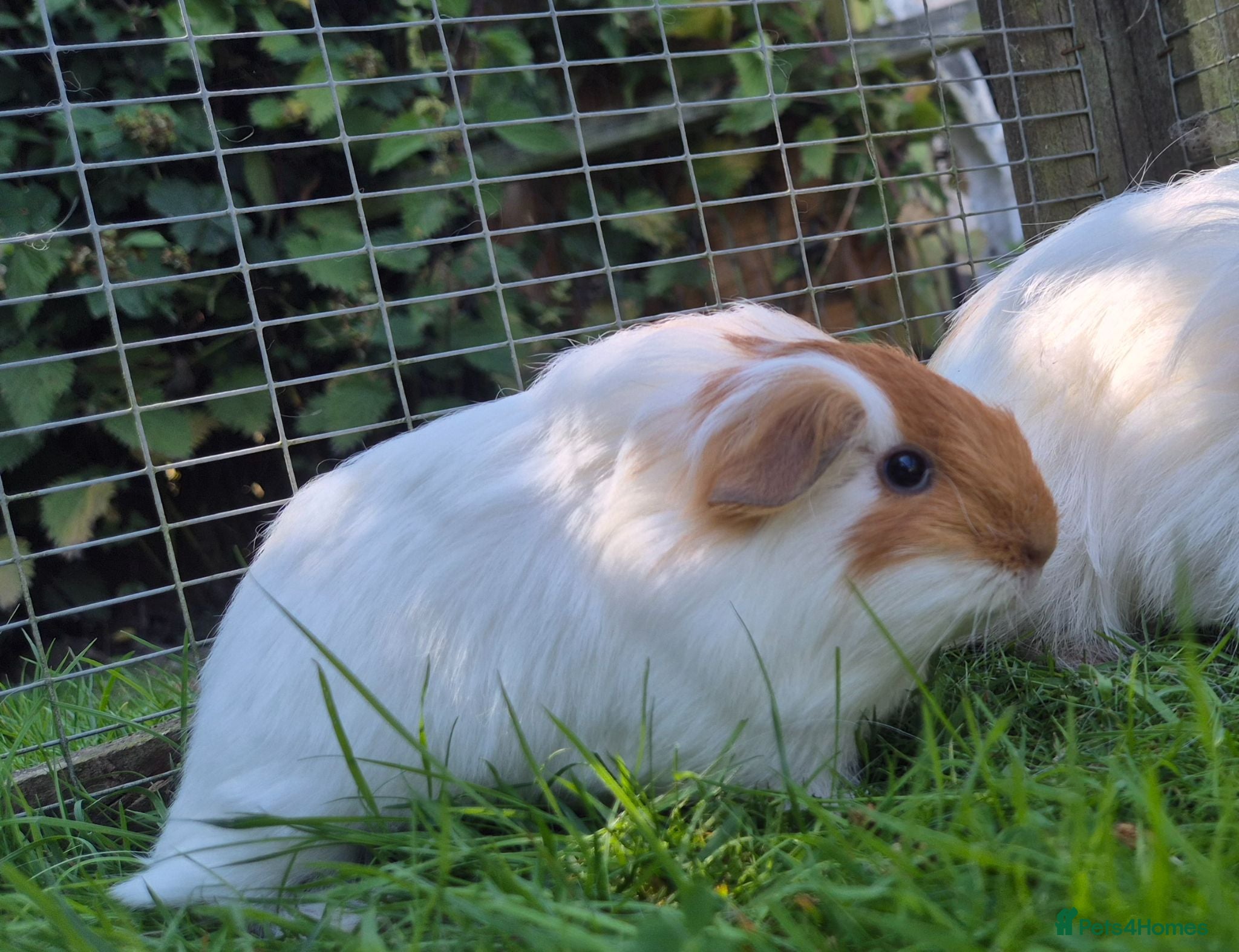 Guinea Pig rodents Beautiful little sheltie boy  - Advert 13
