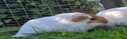 Guinea Pig rodents for sale: Beautiful little sheltie boy  - Advert 3