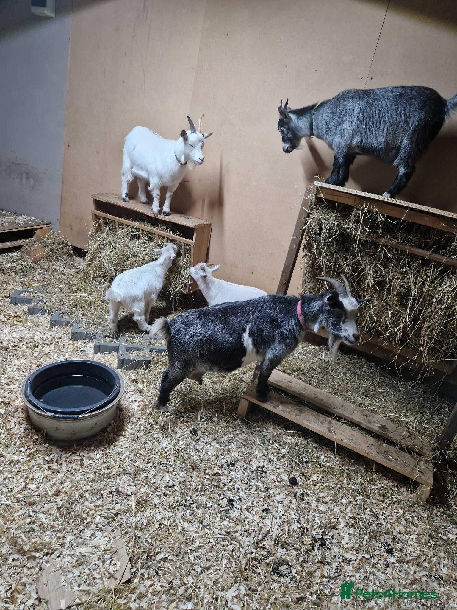 Goats livestock for sale: Nigerian Dwarf Nanny - Advert 4
