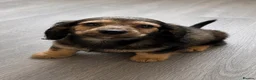 Miniature Dachshund dogs for sale: LAST ONE - Long Haired Miniature Creams  - Advert 2
