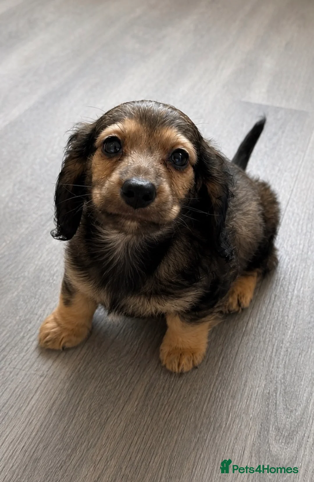 Miniature Dachshund dogs for sale: LAST ONE - Long Haired Miniature Creams  - Advert 2