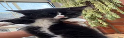 Korat cats for sale: Kittens for Sale – Price Negotiable 🐾 - Advert 4