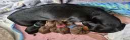 Miniature Dachshund dogs for sale: Introducing Daphne and her 5 beautiful pups. in Helensburgh - Advert 18