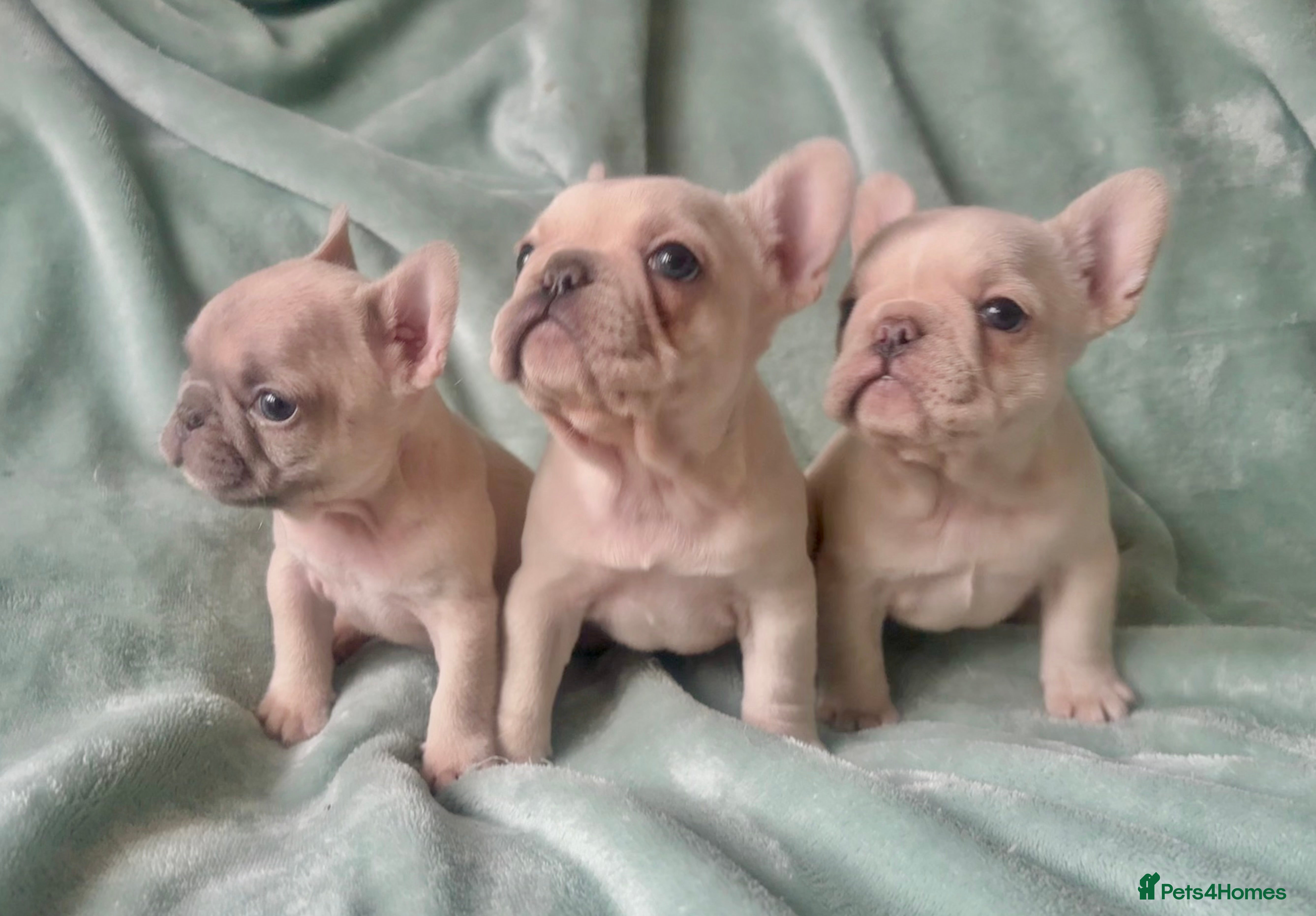 French Bulldog dogs French Bull Dog Puppies - Advert 3