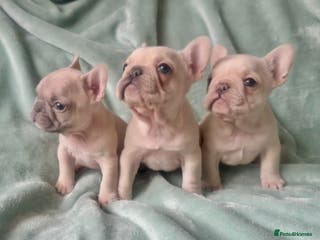French Bulldog dogs French Bull Dog Puppies - Advert 3