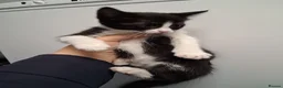 Mixed Breed cats for sale: 4 beautiful kittens  - Advert 7