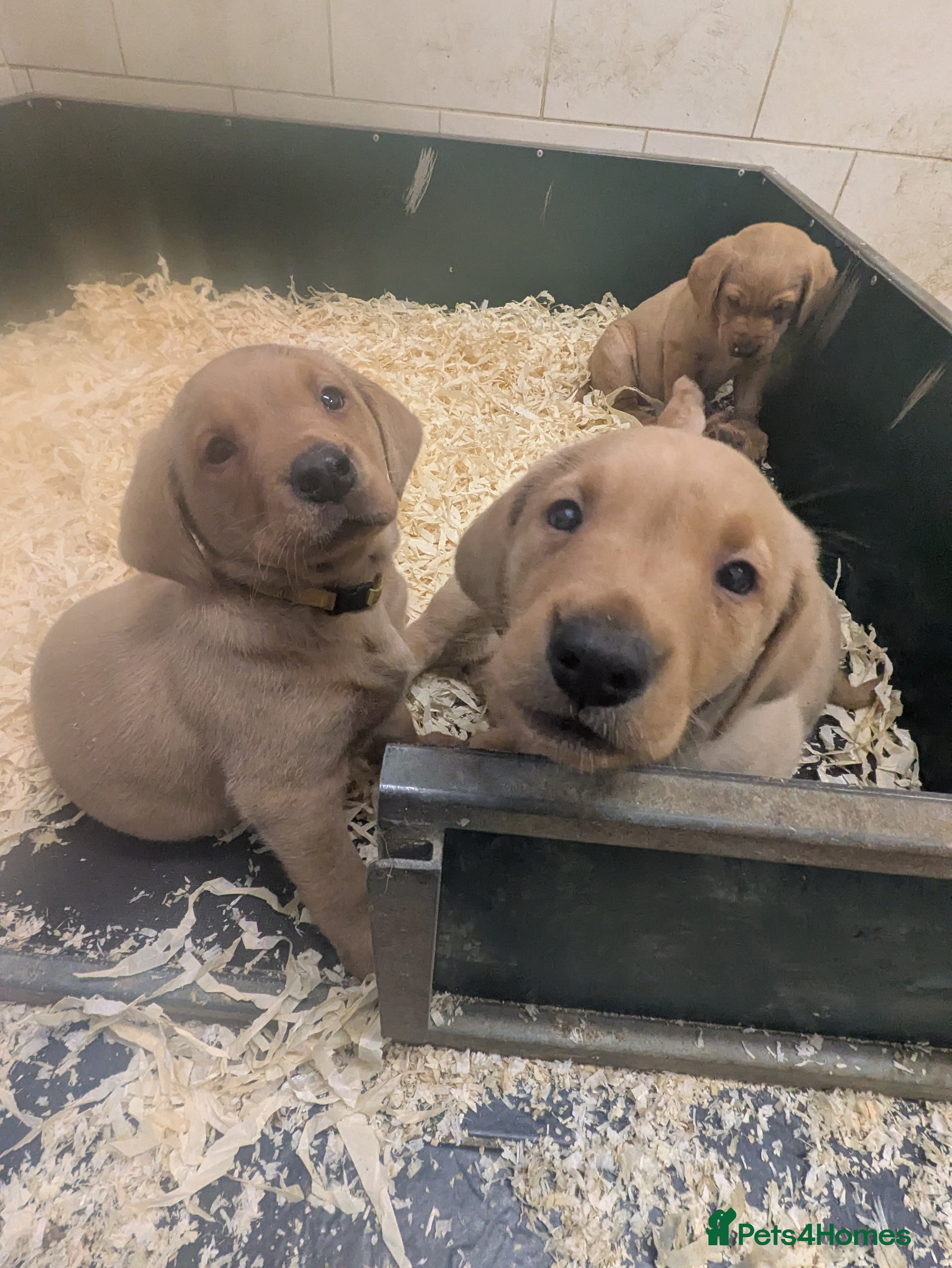 Labrador Retriever dogs Male Labrador Puppies for sale  - Advert 10