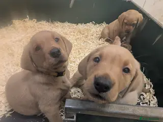 Labrador Retriever dogs Male Labrador Puppies for sale - Advert 10
