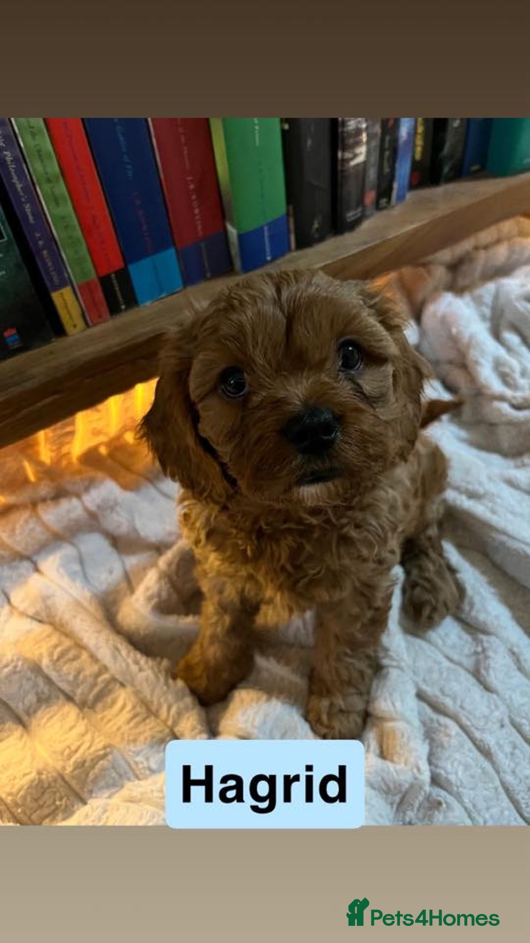 Cavapoo dogs for sale: Stunning Cavapoo Puppies - Advert 9