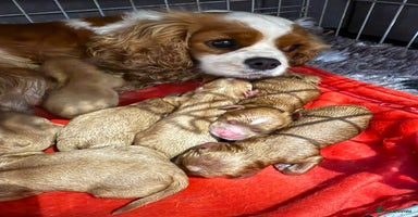Cavapoo dogs - Advert 3