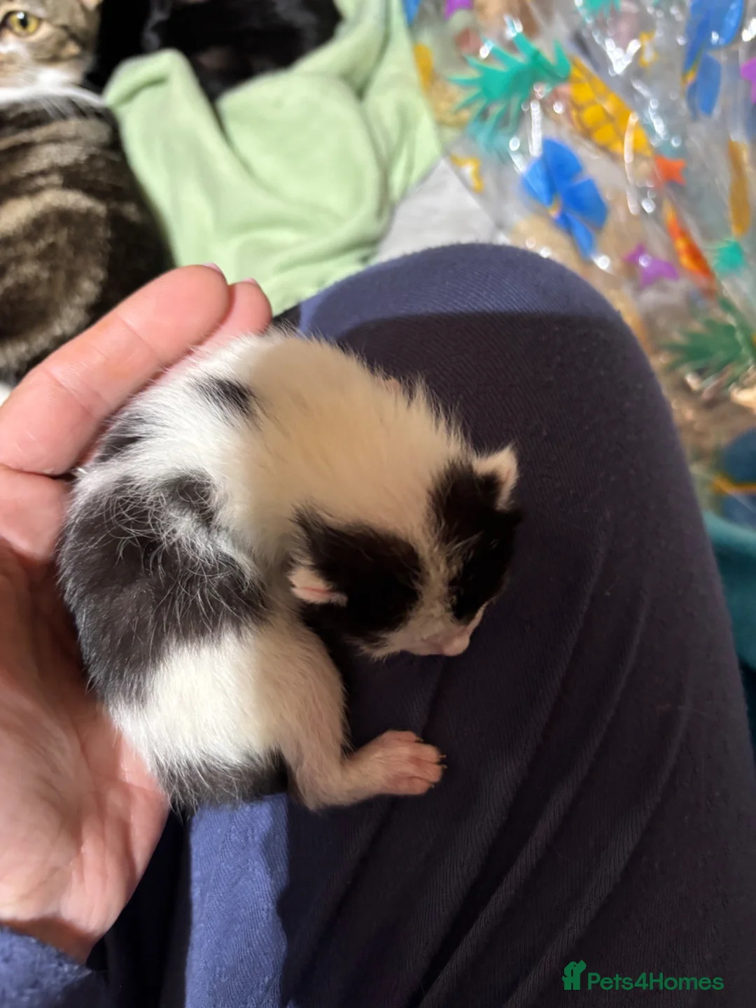 Domestic Shorthair cats for sale: 4 teeny tiny domestic shorthair tabby kittens  - Advert 2