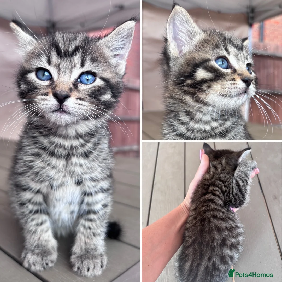 Mixed Breed cats for sale: LEAVE NEXT WEEK -BENGAL MUM  - Advert 8