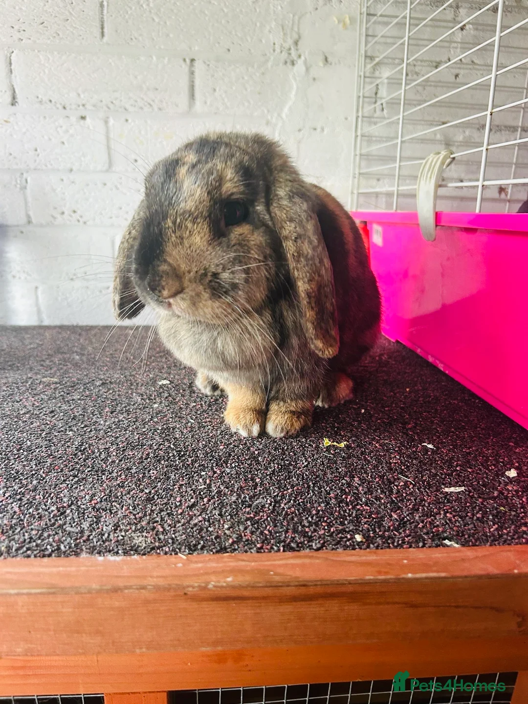 Mixed Breed rabbits for sale: Rabbits ready for homes now  - Advert 2