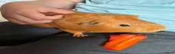 Guinea Pig rodents for sale: Male guinea pig with cnc grid cage  - Advert 1