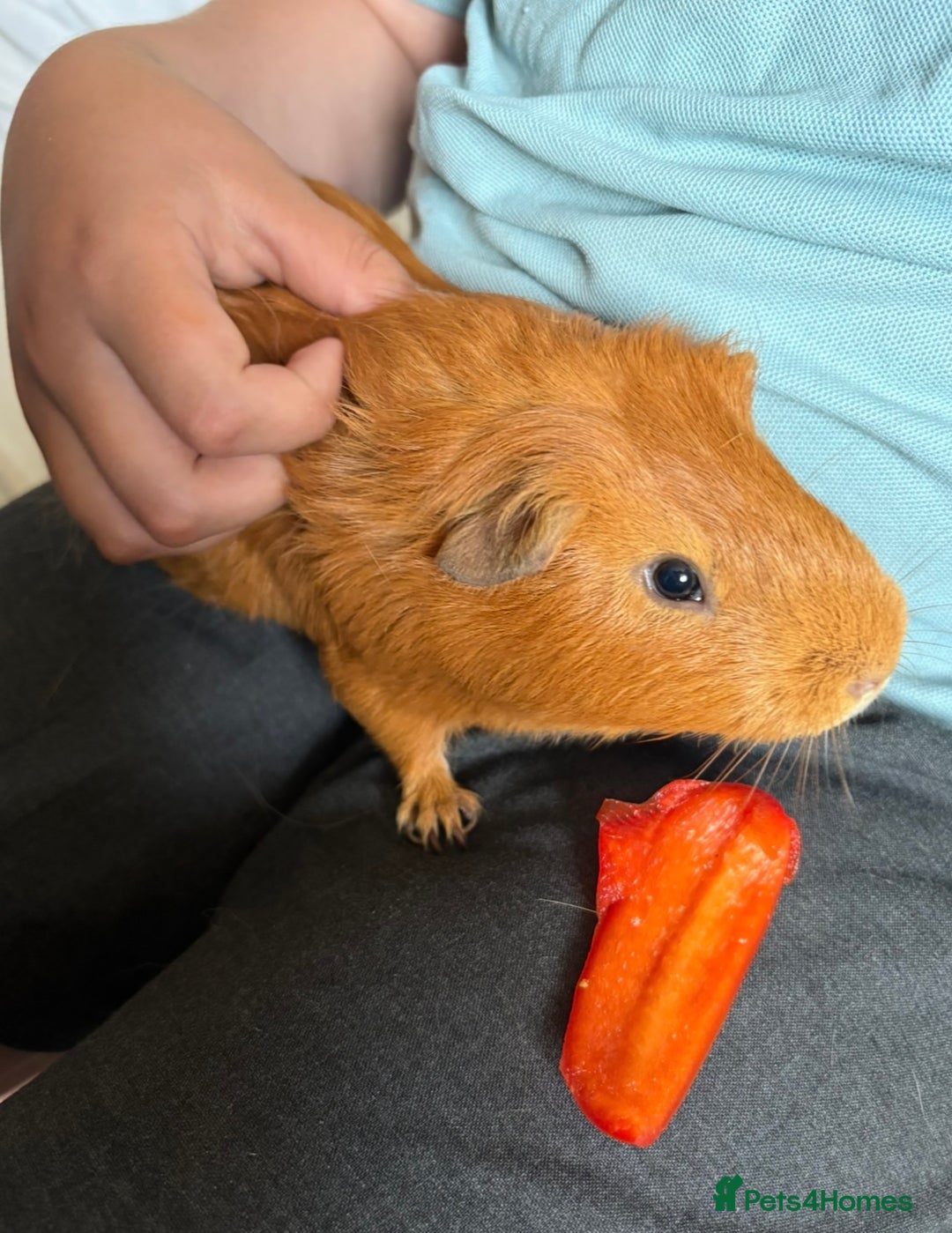 Guinea Pig rodents for sale: Male guinea pig with cnc grid cage  - Advert 1