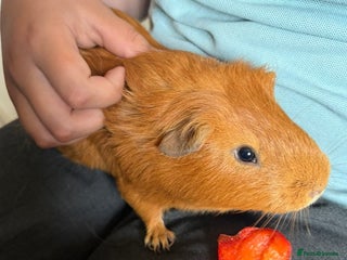 Guinea Pig rodents Male guinea pig with cnc grid cage - Advert 1