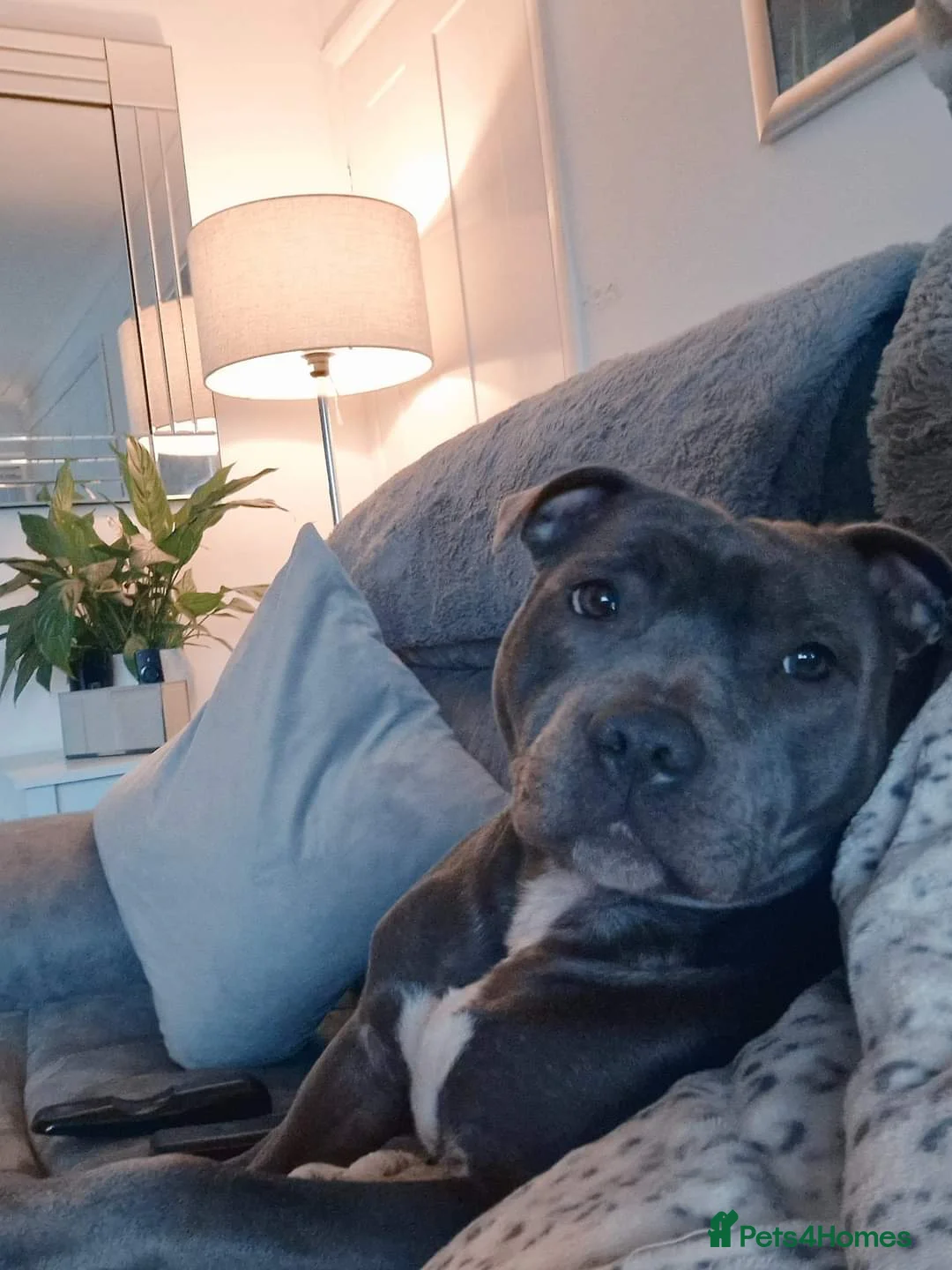 Staffordshire Bull Terrier dogs for sale: Staffordshire Bull terrier - Advert 11