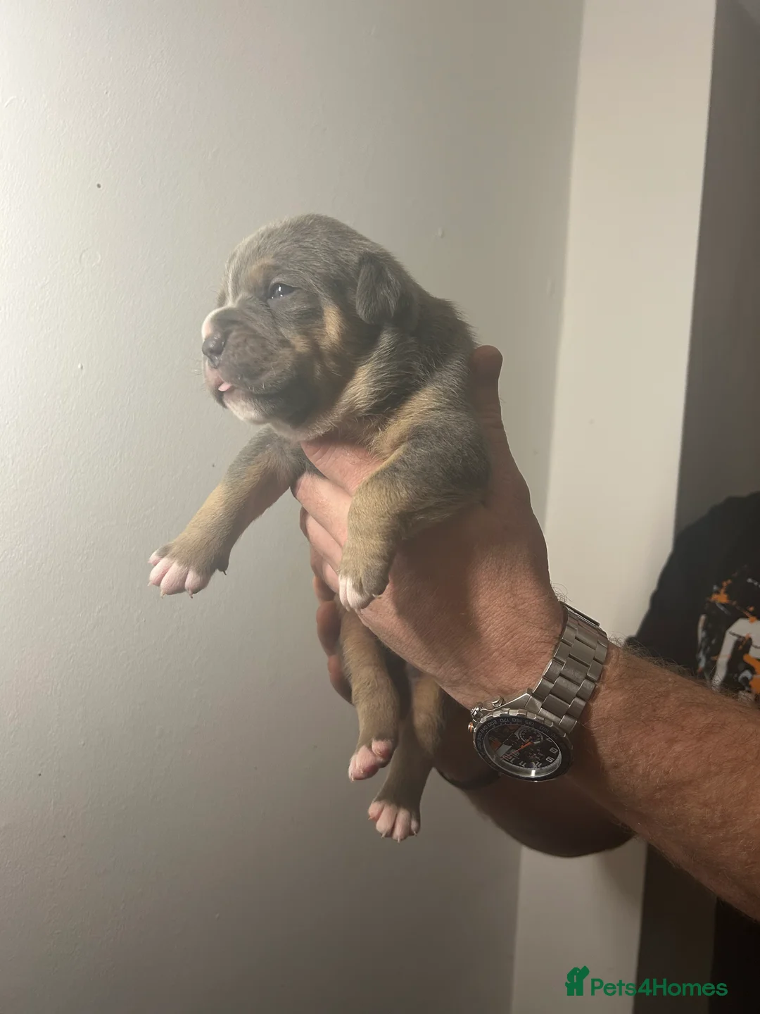 Olde English Bulldogge dogs for sale: 🔥Olde English bulldog puppies 🔥 - Advert 18