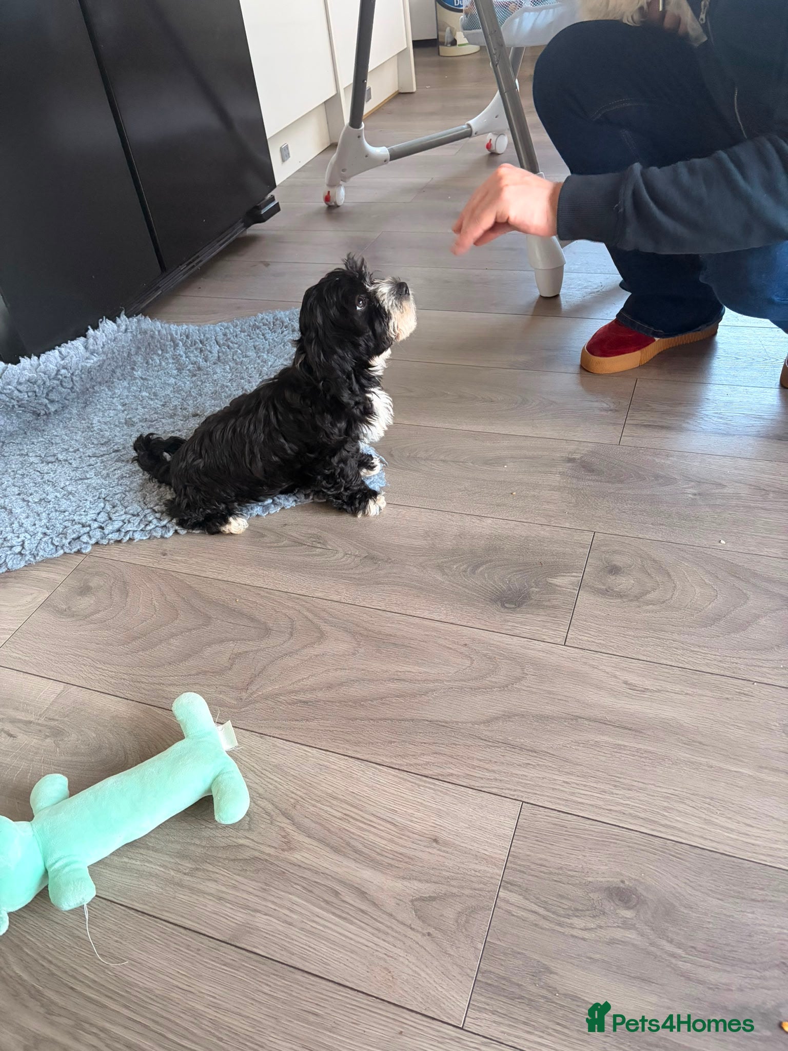 Havanese dogs 1 beautiful pedigree havanese for sale - Advert 2