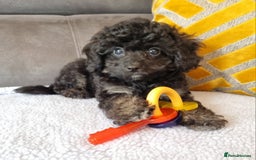 Cockapoo dogs for sale: Fully Vaccinated, Adorable small Cockapoo puppies - Image 9