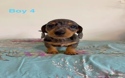 Miniature Dachshund dogs for sale: Miniature Dachshund Puppies  - Image 13