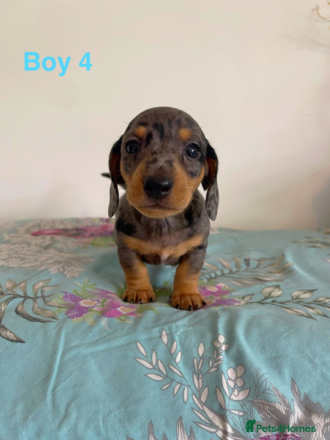 Miniature Dachshund dogs for sale: Miniature Dachshund Puppies  - Image 13