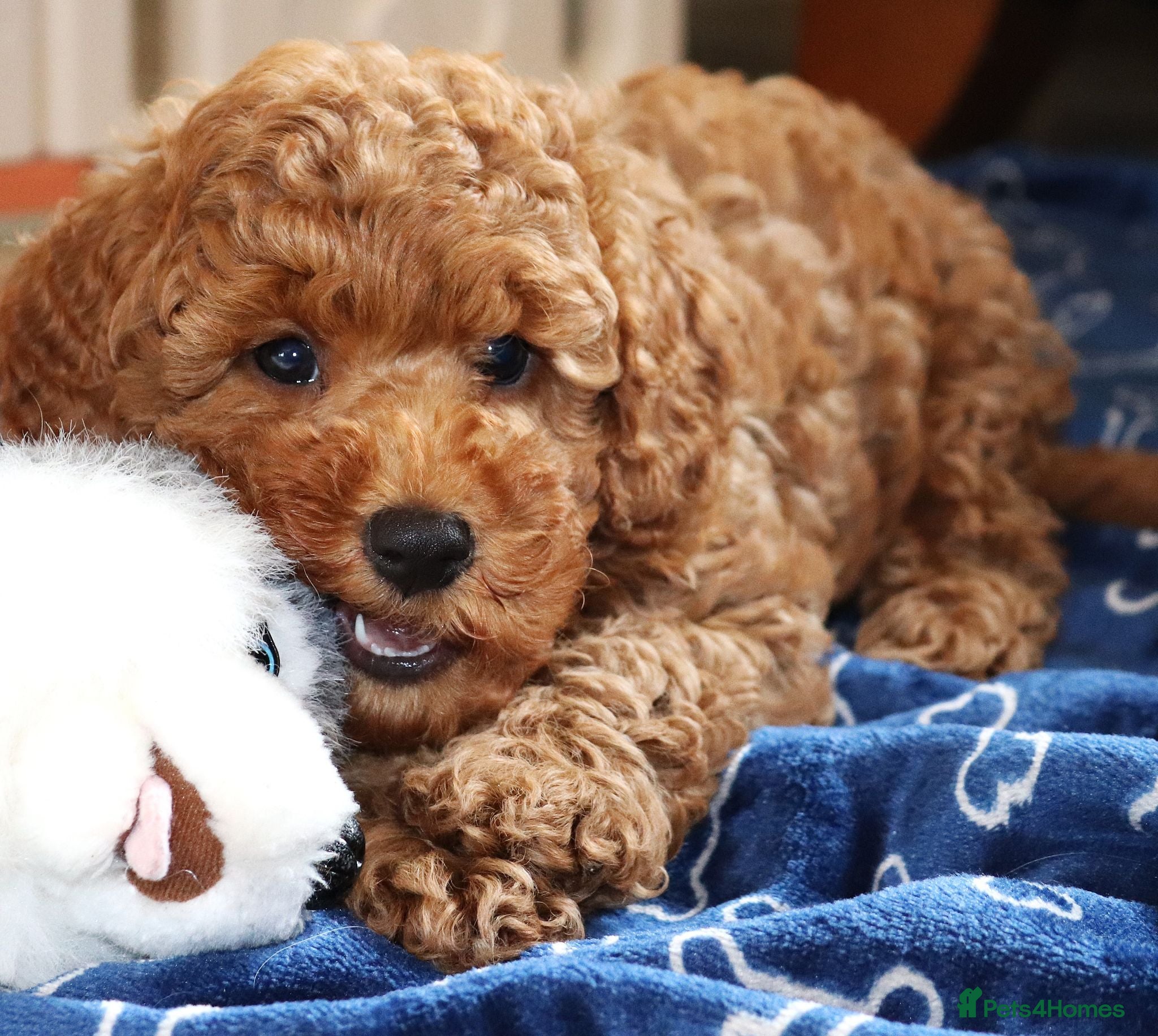 Cavapoo dogs The Best Quality Puppy, fully DNA tested Parents - Advert 2