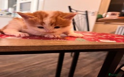 Domestic Shorthair cats for sale: 4 lovely little kittens  - Advert 6