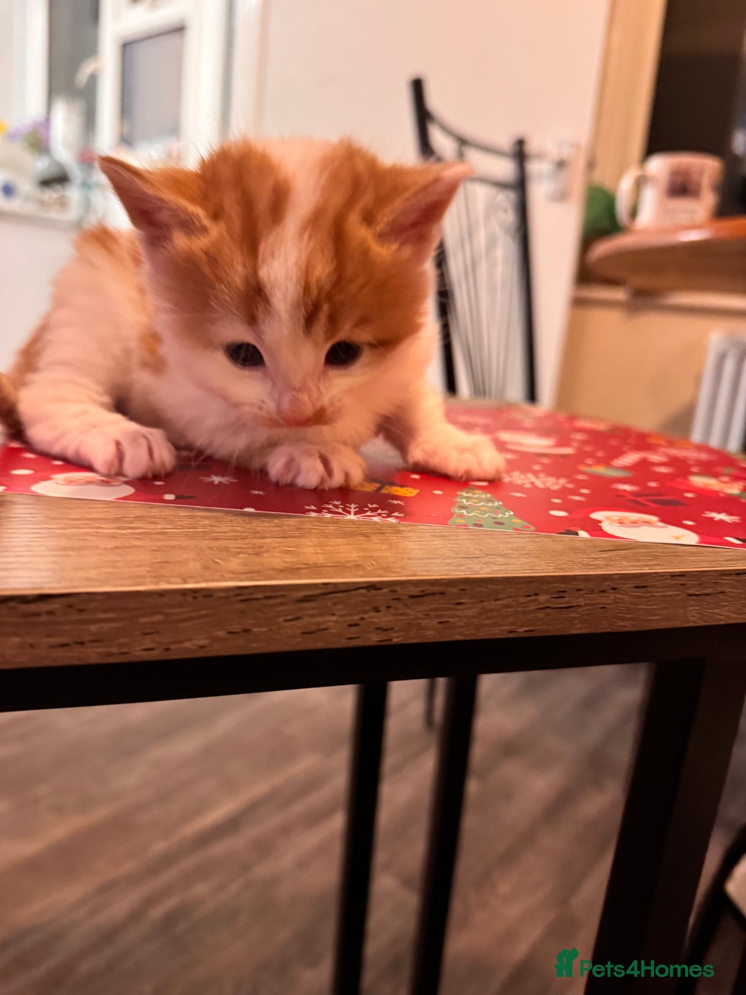 Domestic Shorthair cats for sale: 4 lovely little kittens  - Advert 6