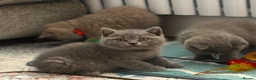 British Shorthair cats for sale: 🧸Teddy Bear Lilac/Blue British Shorthair Kittens✨ - Advert 34