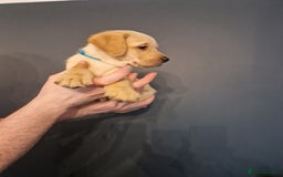 Labrador Retriever dogs for sale:  KC REG LABRADOR PICK OF LITTER AVAILABLE  in Preston - Image 2