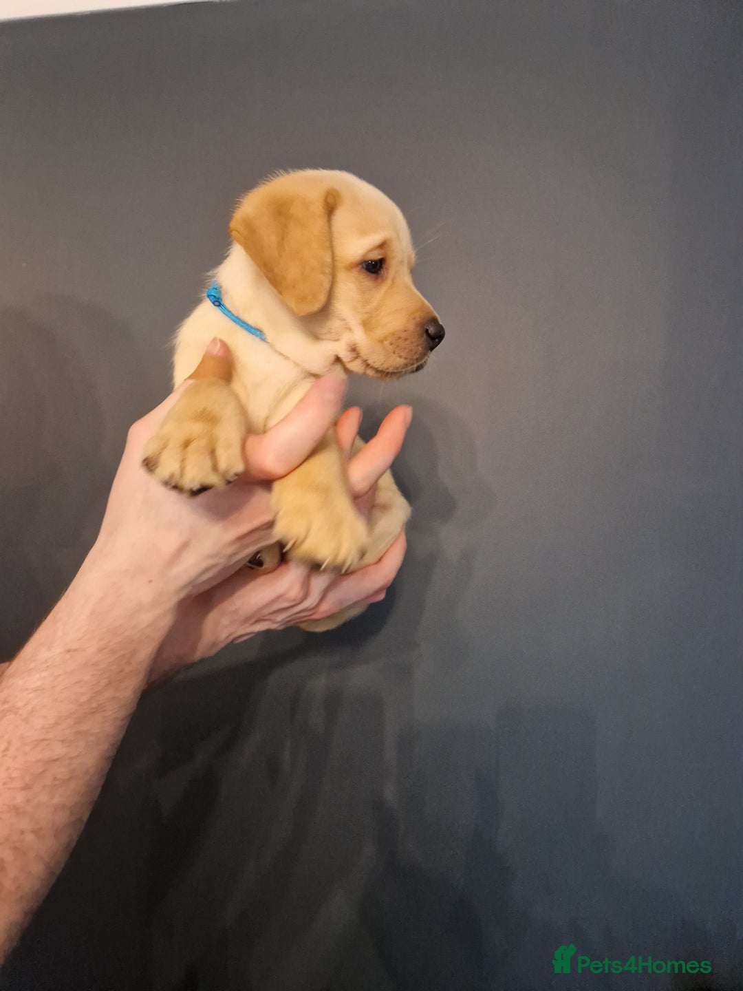 Labrador Retriever dogs for sale:  KC REG LABRADOR PICK OF LITTER AVAILABLE  in Preston - Image 2