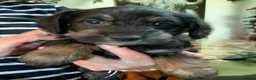 Schnoodle dogs for sale: Happy confident Schnoodle puppies  - Advert 22
