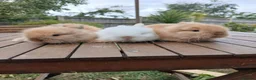 Lionhead rabbits for sale: Beautiful DM Lionheads  - Advert 10