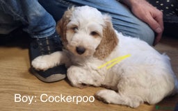 Cockapoo dogs for sale: Lemon & white cocker spaniel & Cockerpoo puppies - Advert 3