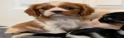 Cavalier King Charles Spaniel dogs for sale: KC Health Tested Cavalier King Charles Spaniel Pup - Advert 5