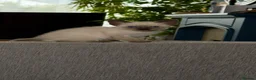 Siamese cats for sale: Siamese kittens  - Advert 21