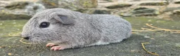 Guinea Pig rodents for sale: Male smooth haired guinea pigs - Advert 3