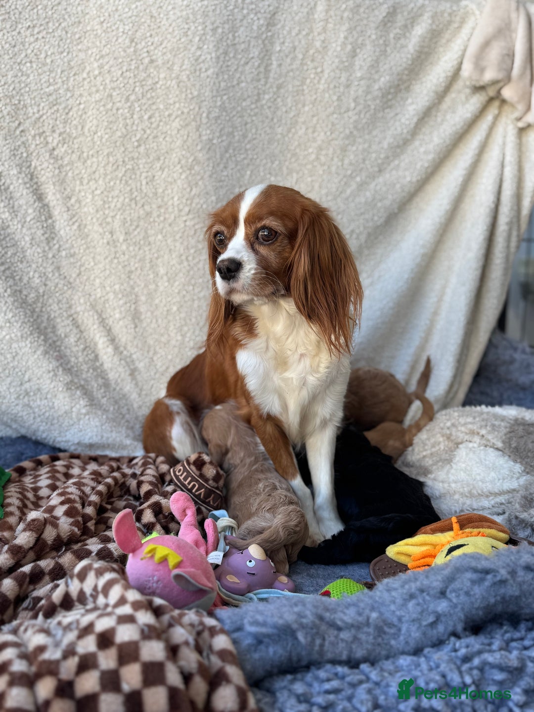 Cavapoo dogs for sale: Quality bred Cavapoo F1 - Image 2