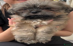 Shih Tzu dogs for sale: Shih tzu  - Image 13