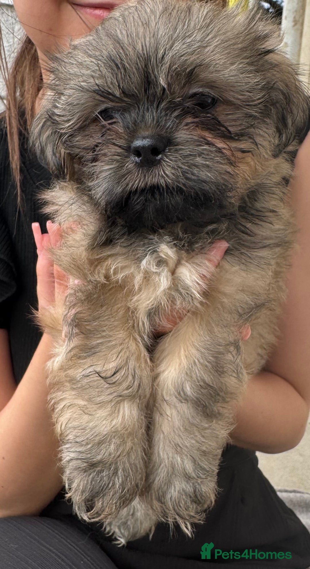 Shih Tzu dogs for sale: Shih tzu  - Image 13