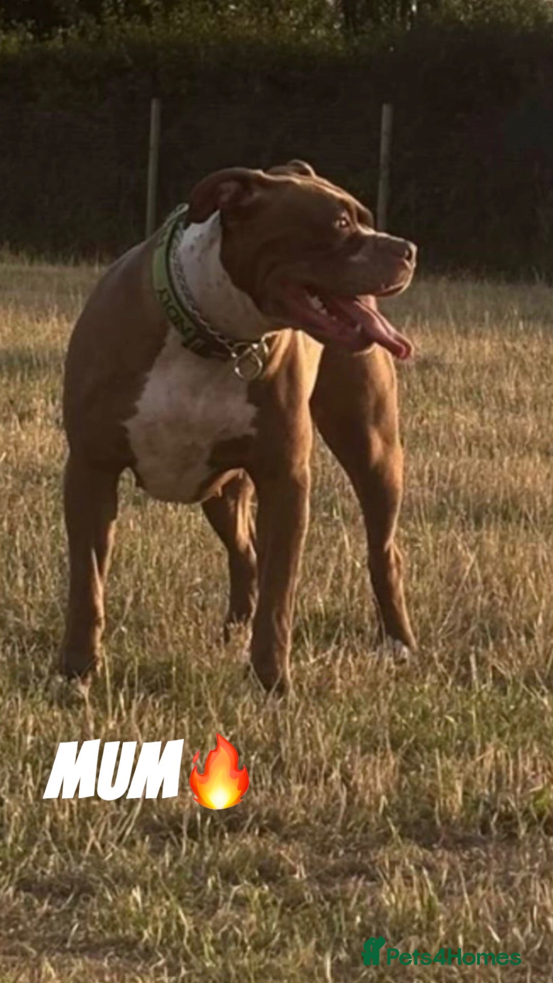 Bandog dogs Mastiff Bandogge Puppies – Ready 29.9.2026 - Advert 2