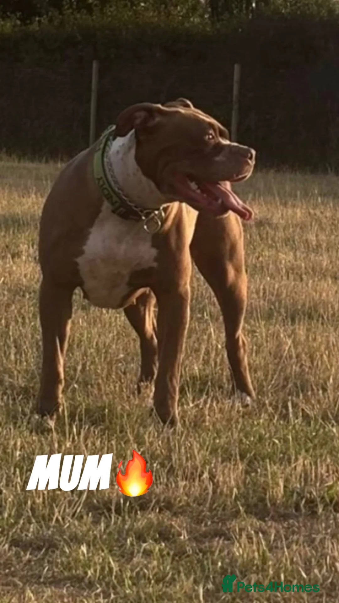 Bandog dogs for sale: Mastiff Bandogge Puppies – Ready 29.9.2026 in Uxbridge - Advert 1