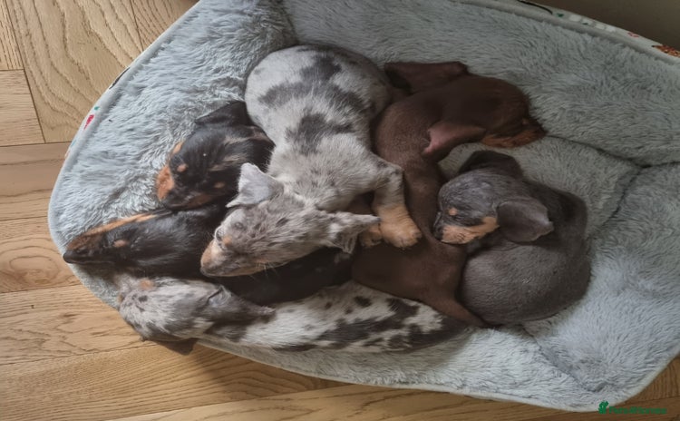 Dachshund dogs - Advert 1