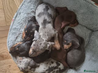 Dachshund dogs Beautiful minature daschunds - Advert 11