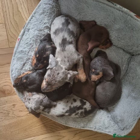 Dachshund dogs - Advert 1