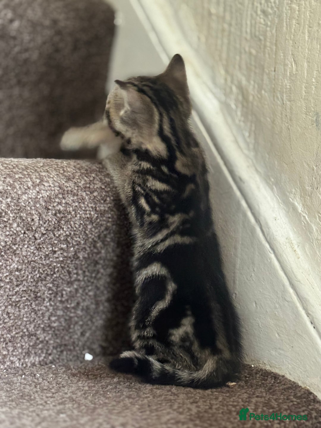 Domestic Shorthair cats for sale: Kittens for sale - Advert 12